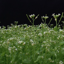 Arabidopsis - our model plant