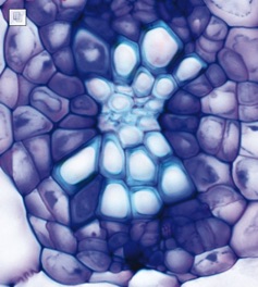 Vascular divisions in the Arabidopsis hypocotyl